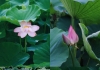 飺6-9ݱس15ͺʥأ
