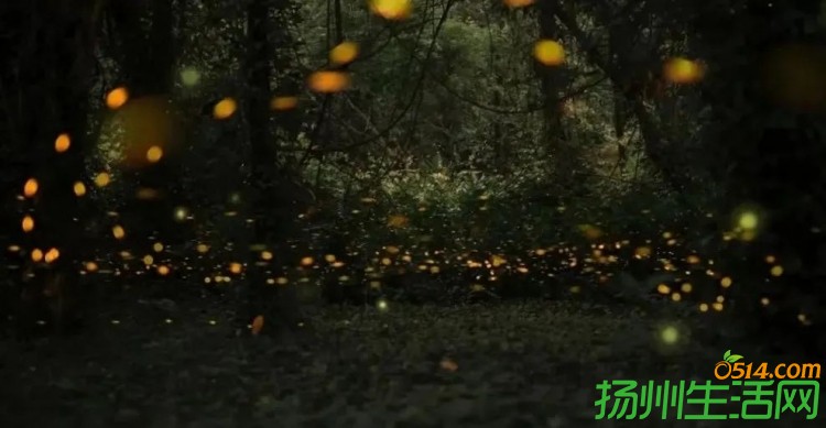 这里的夜晚有“萤火虫”，扬州又一“网红”打卡点即将亮相！